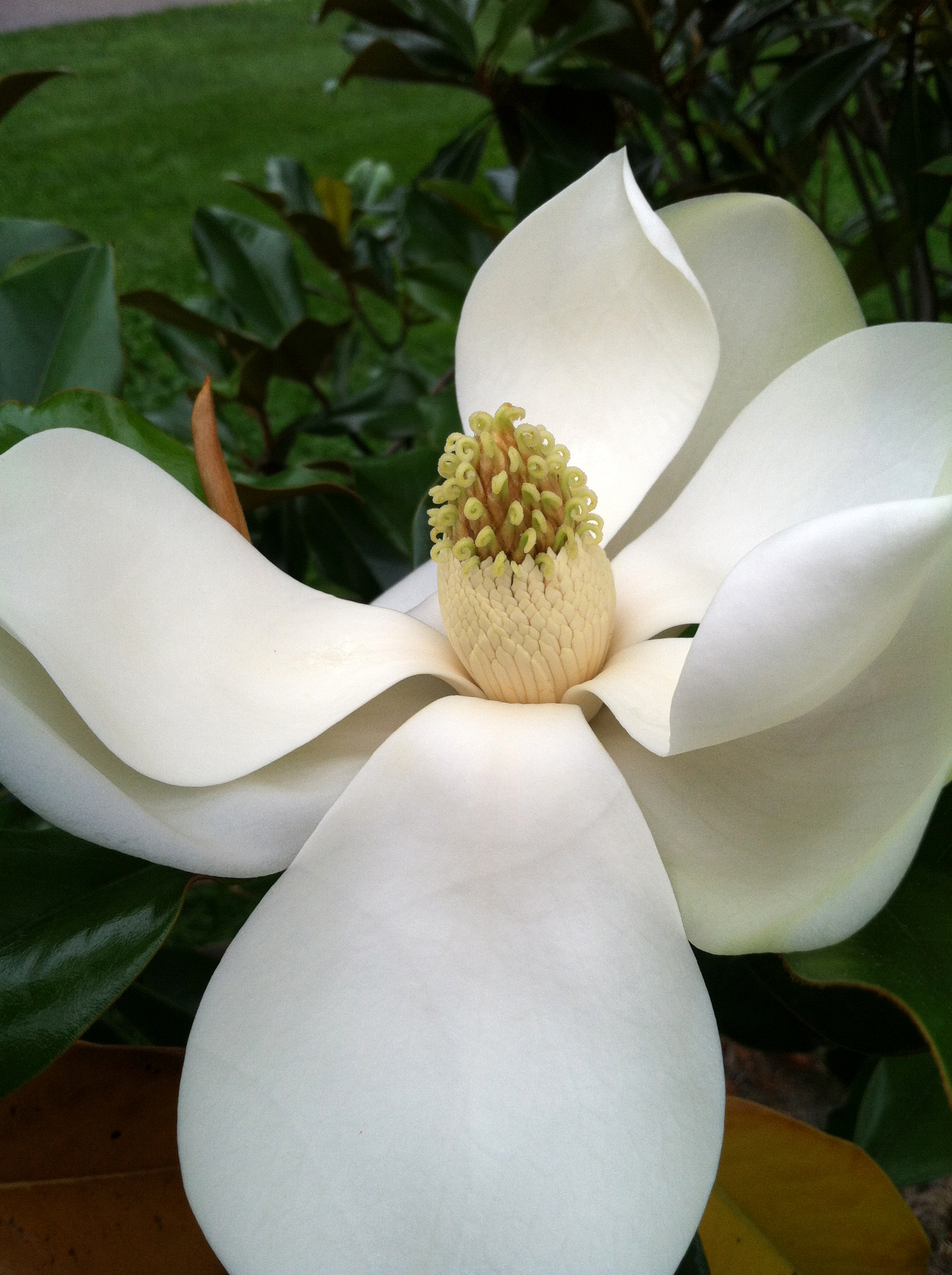 Glitter Felt White Magnolia Blooms - Pender & Peony - A Southern Blog