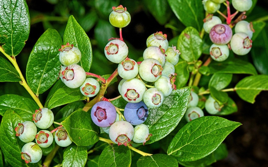 Blueberry (Vaccinium corymbosum ‘Duke’) — Ericaceae