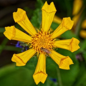 Tickseed or corepesis (Corepesis sp.) — Asteraceae