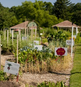 Mario's Kitchen Gardens