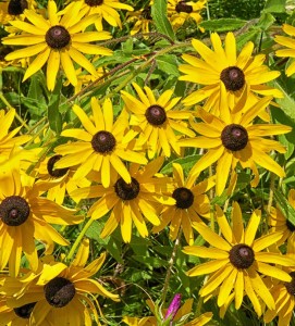 Black-eyed Susan (Rudbeckia hirta)