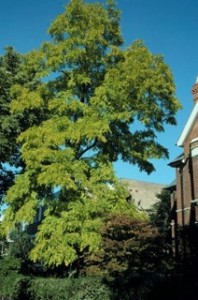 Black locust tree (Robinia pseudoacacia)