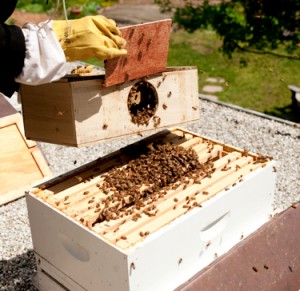 Pollinator Pals