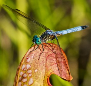 A male Blue Dasher (Pachydiplax longipennis) on a hooded pitcher plant (Sarracenia minor)