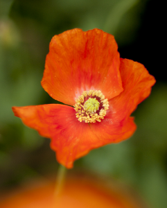 Poppy