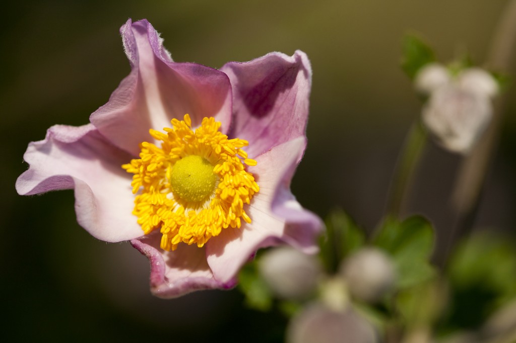 Anemone x hybrida 'Robustissima'