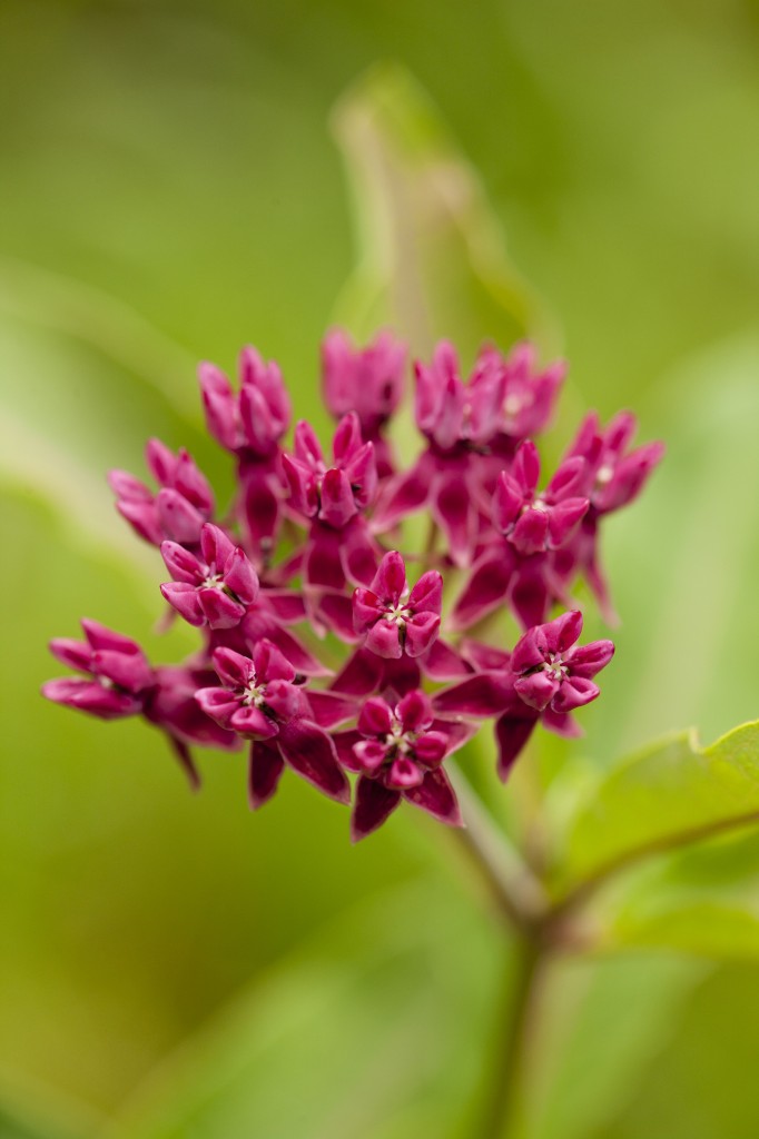 Asclepias purpurascens