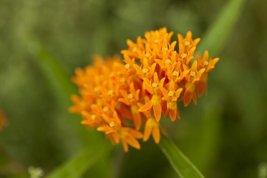 Asclepias tuberosa