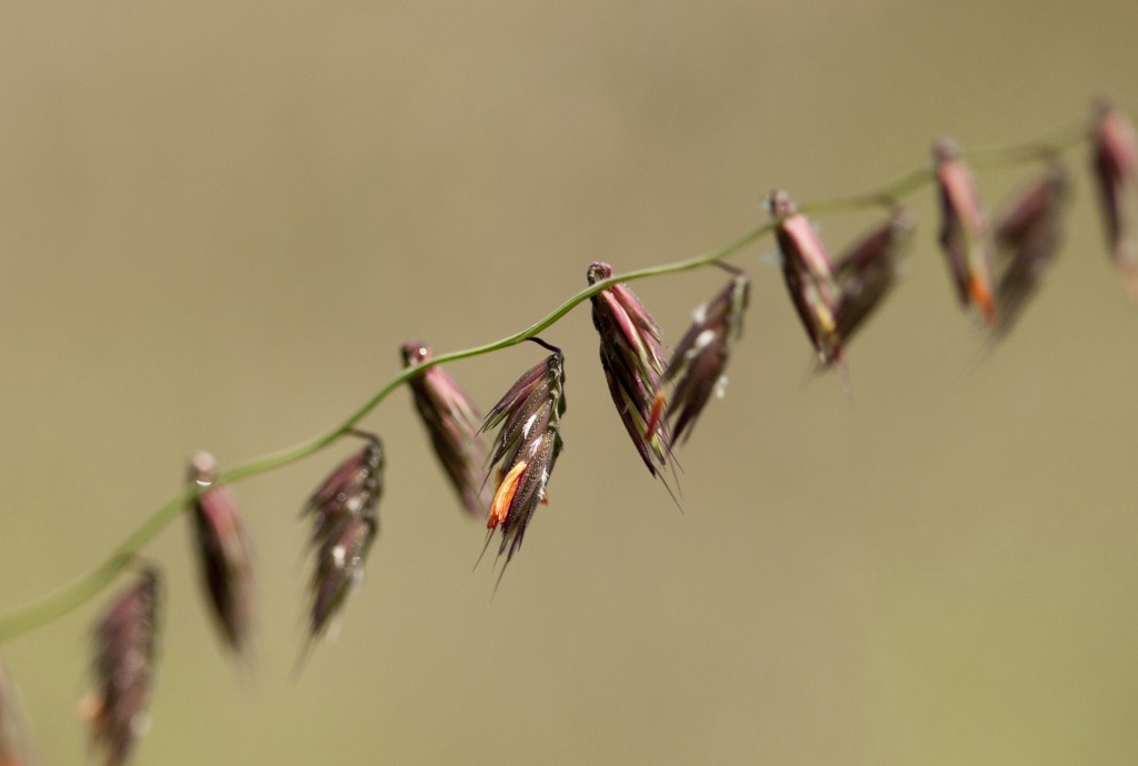 Bouteloua curtipendula