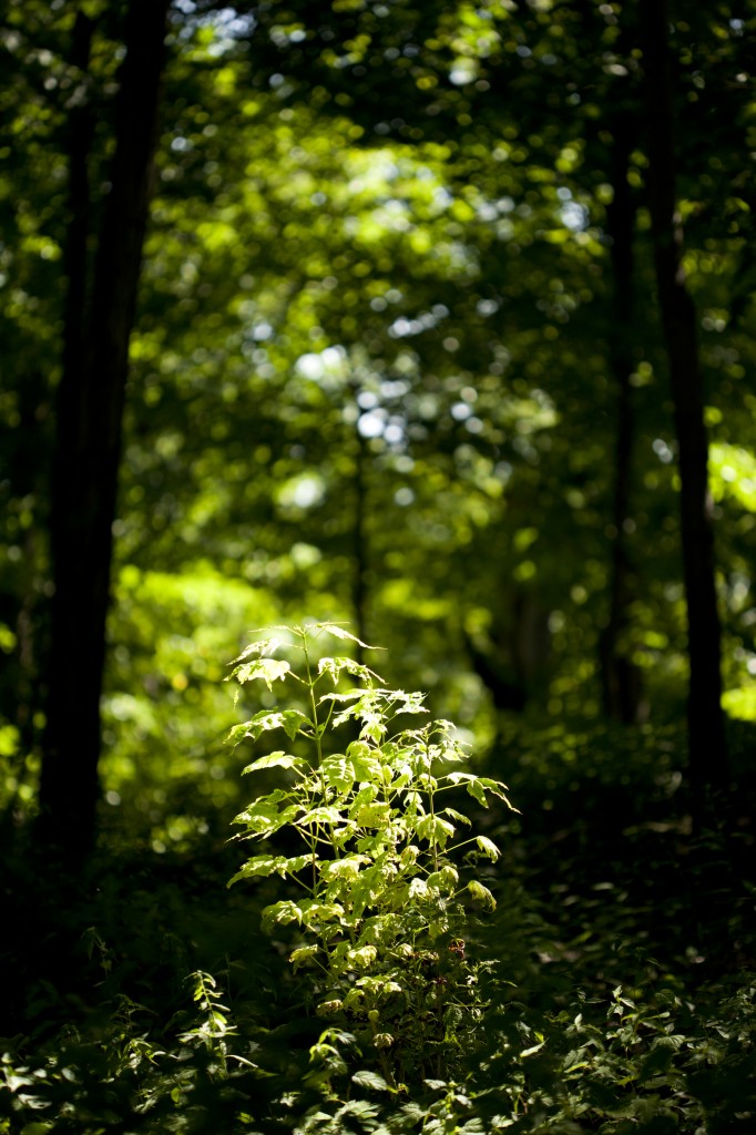 Break in the Canopy