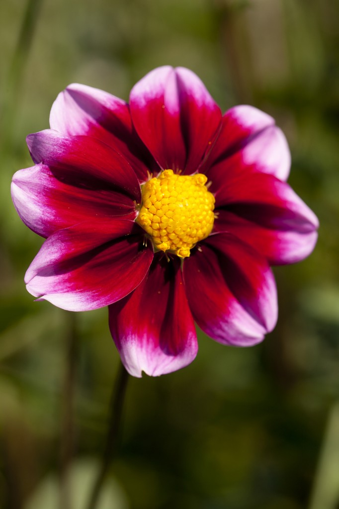 Dahlia 'Bashful'