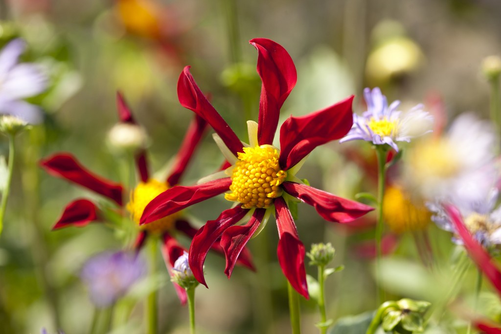 Dahlia 'Marie Schnugg'