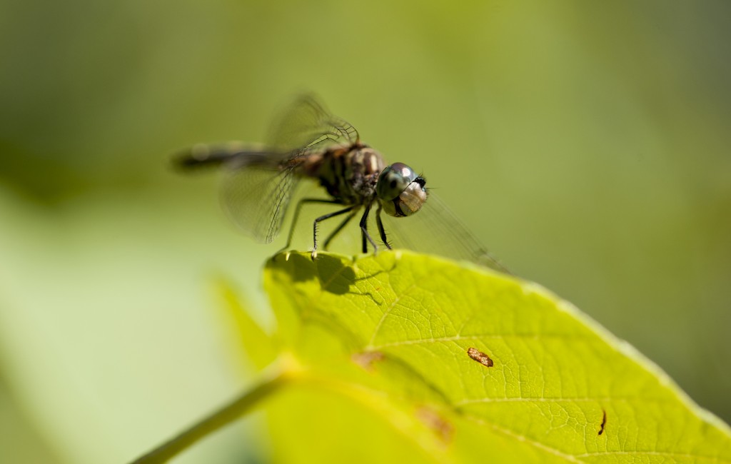 Dragonfly