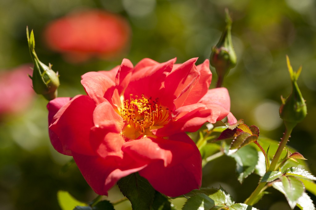Floribunda rose 'Summer Sun'