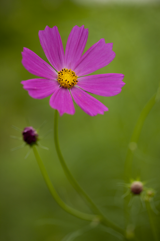 In the Ruth Rea Howell Family Garden