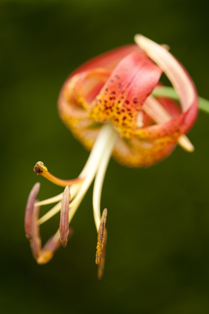 Lilium philadelphicum