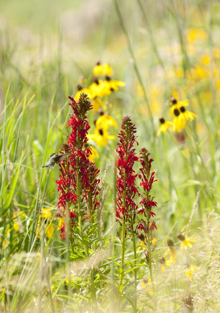 Lobelia cardinalis