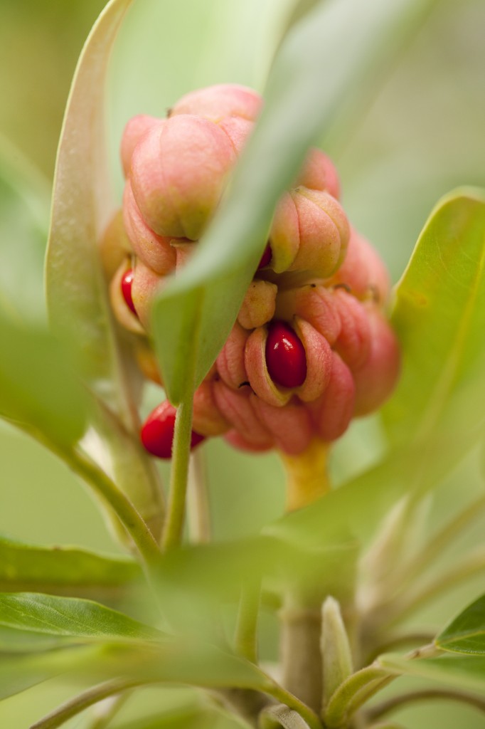 Magnolia virginiana green mile 'MVHH'