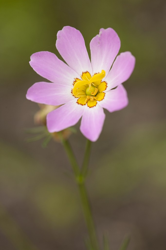 Sabatia kennedyana