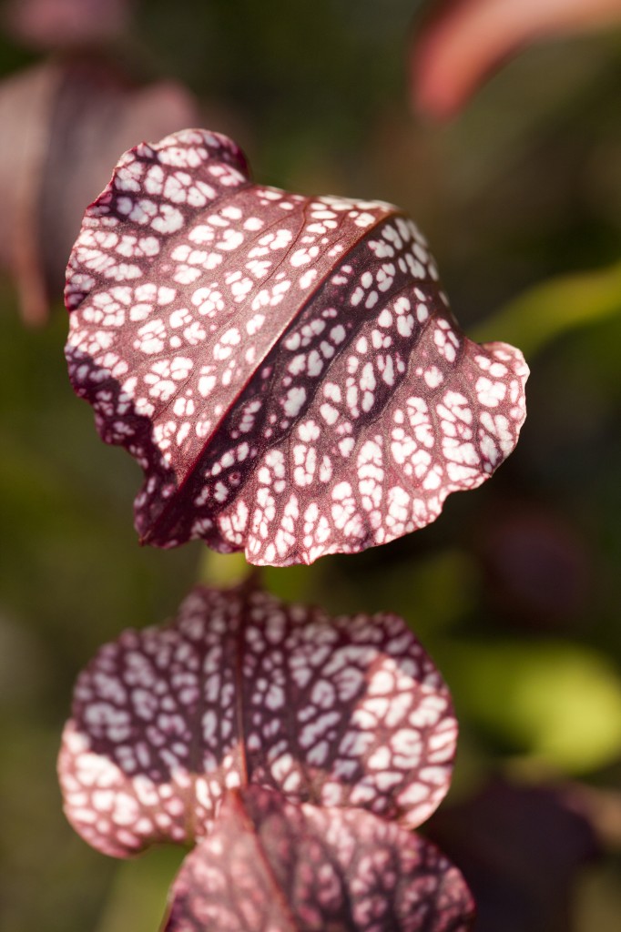 Sarracenia x areolata