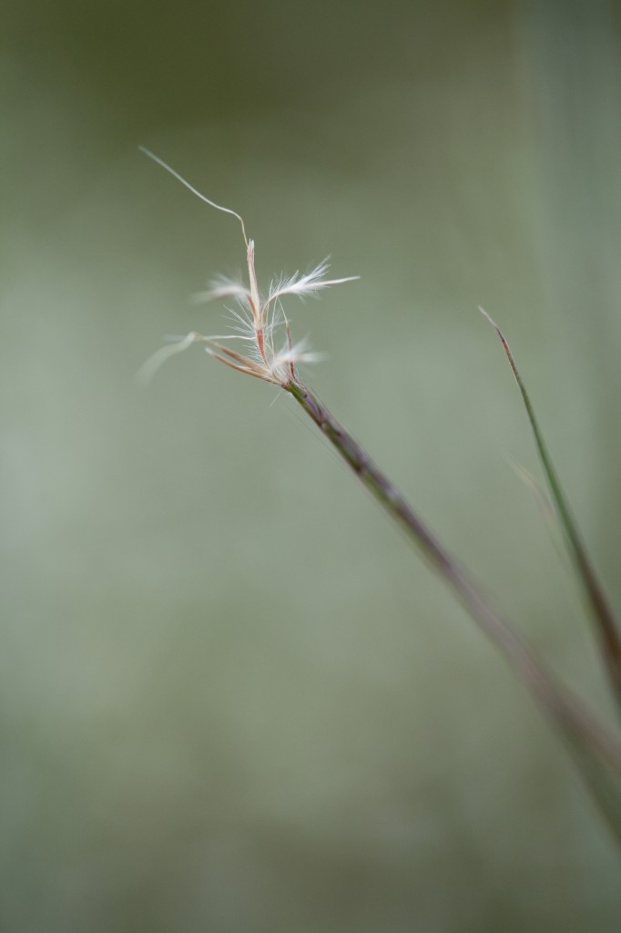 Schizachyrium scoparium 'The Blues'