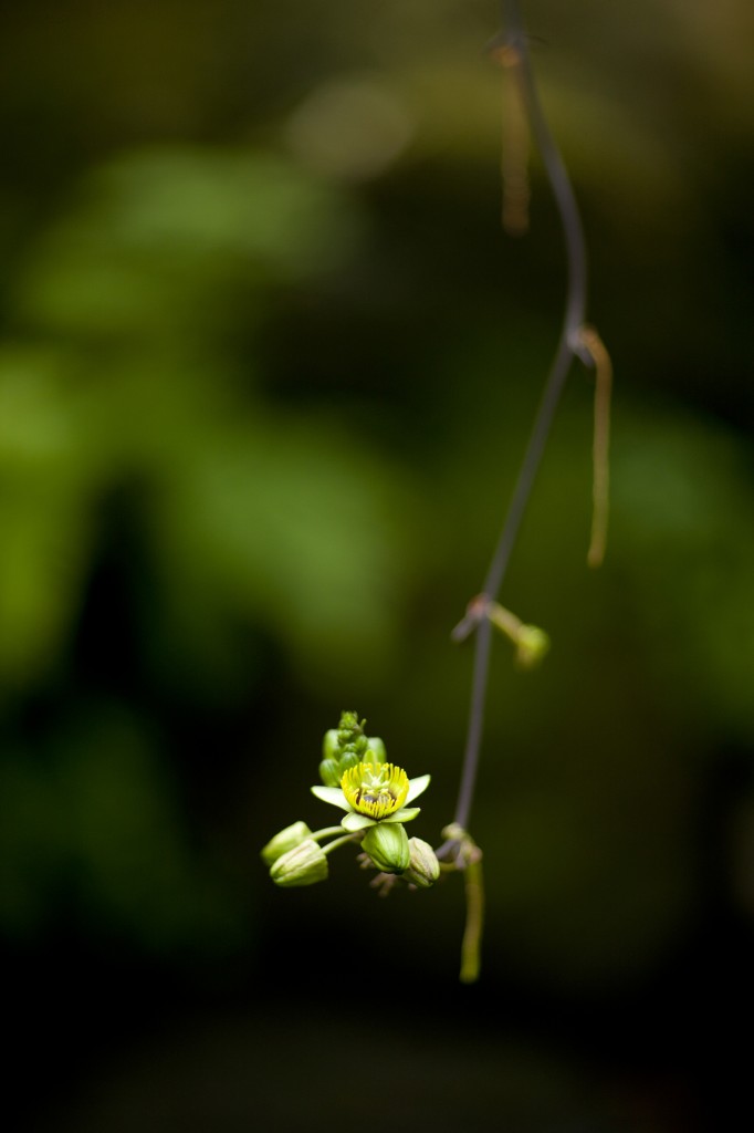 Passion flower