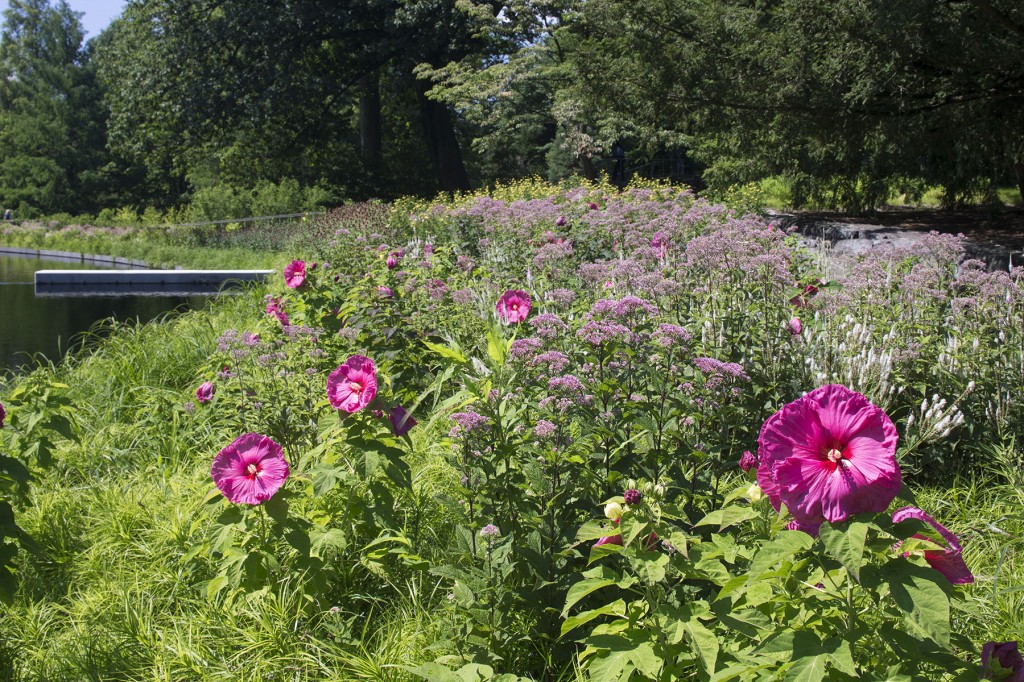 Hibiscus in the Native Plant Garden