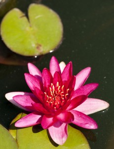 Nymphaea 'Gloriosa'