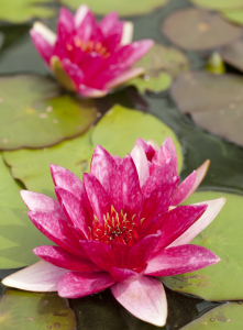 Nymphaea 'Laydekeri Fulgens'