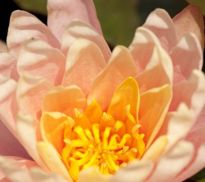 Nymphaea 'Pink Grapefruit'