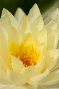 Nymphaea 'Yellow Sensation'