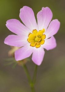 Sabatia kennedyana