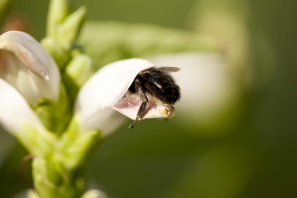 Chelone glabra