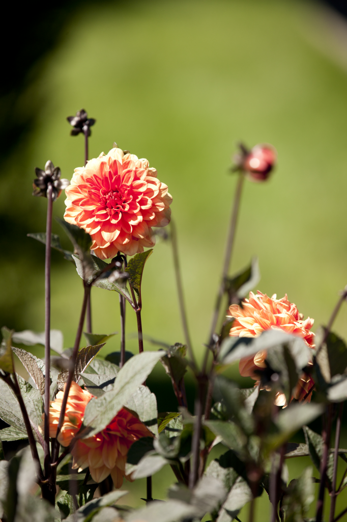 Dahlias