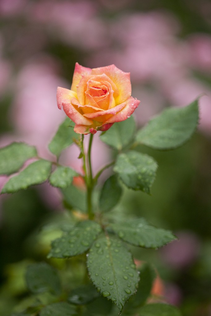 Floribunda rose 'Garden Delight'