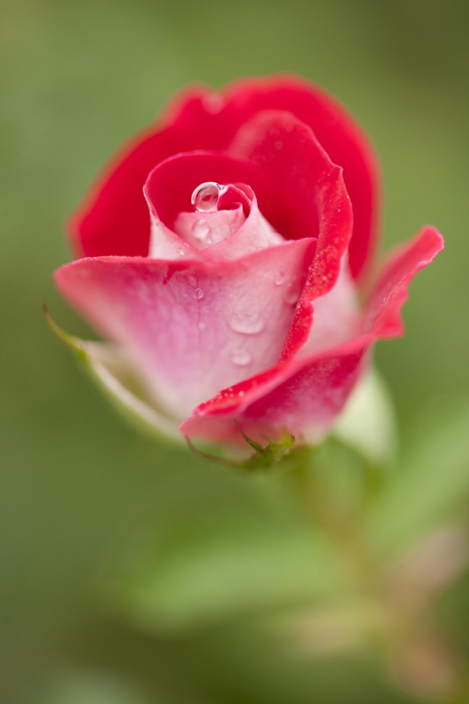 Floribunda rose 'Ruby Ice'