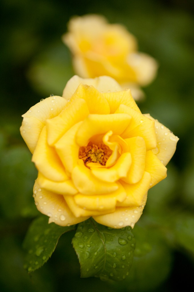 Floribunda rose 'Tequila'