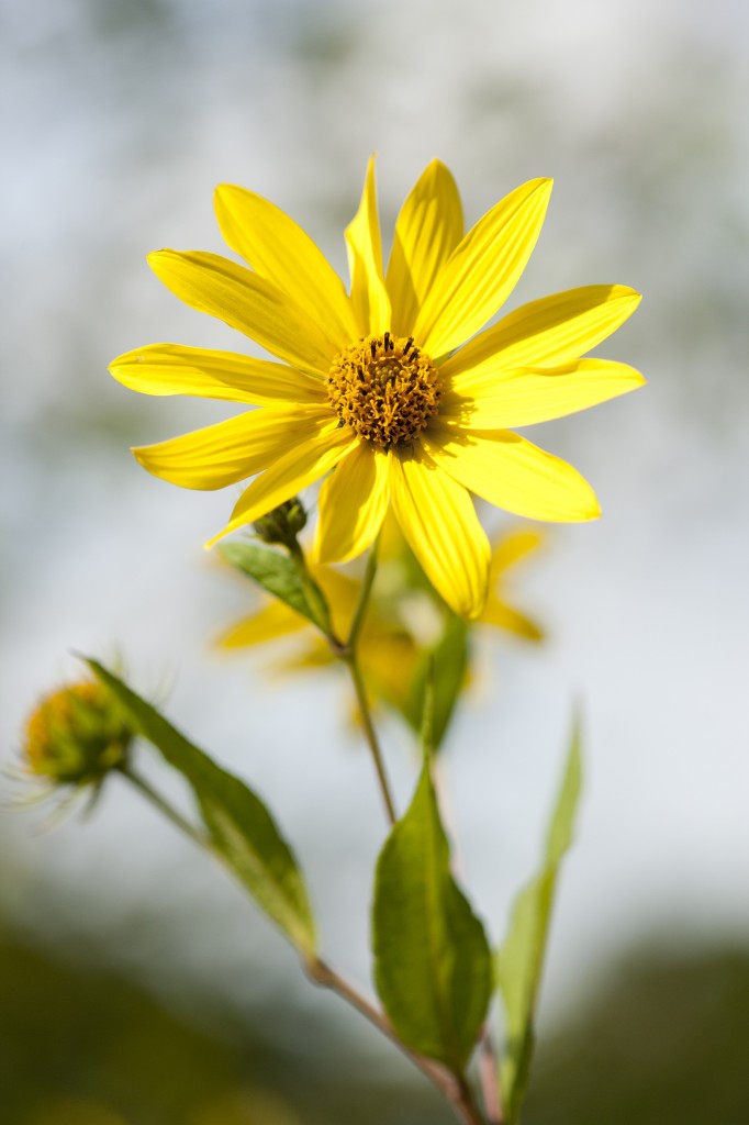 Helianthus divaricatus