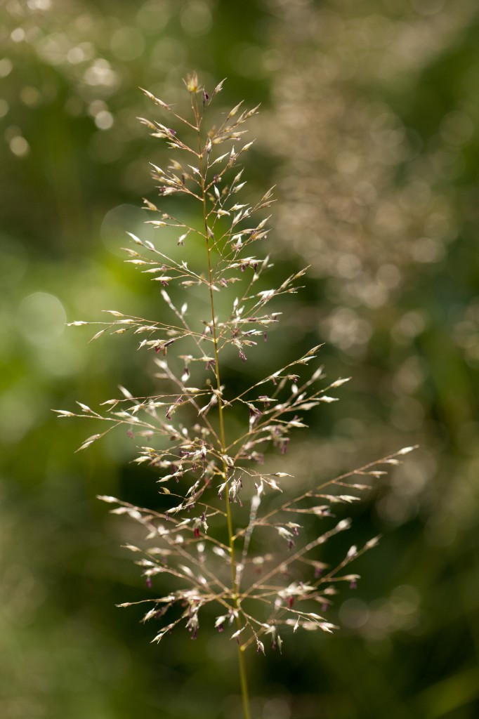 Sporobolus heterolepis