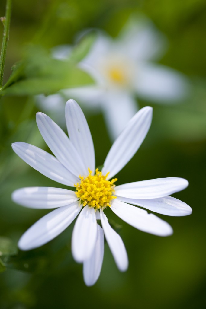 Symphyotrichum shortii