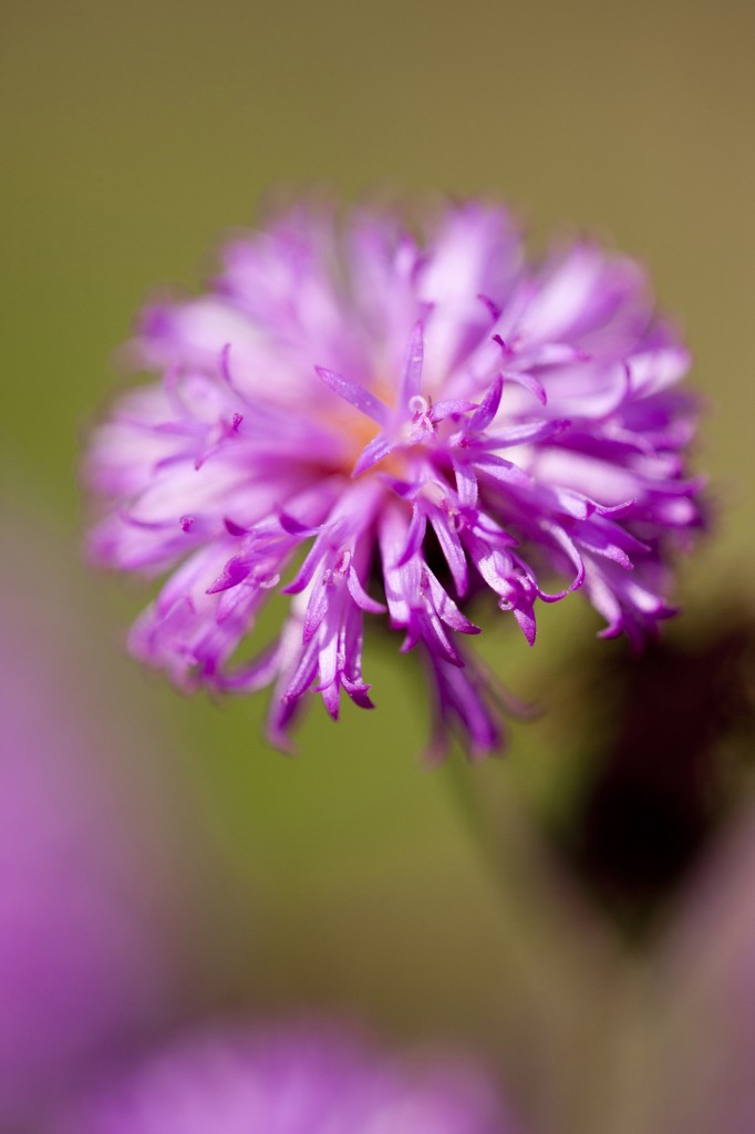 Vernonia glauca