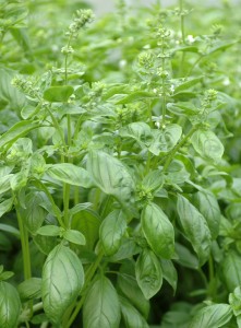 Basil plants