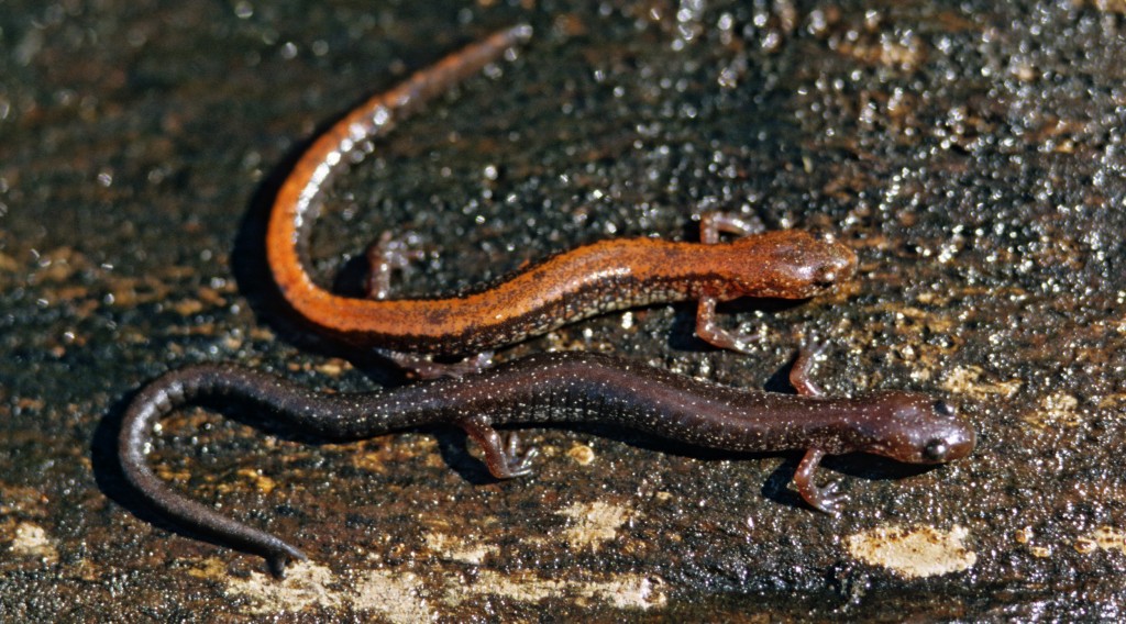Redback salamanders (Plethodon cinereus in red-backed and lead-backed morphs.