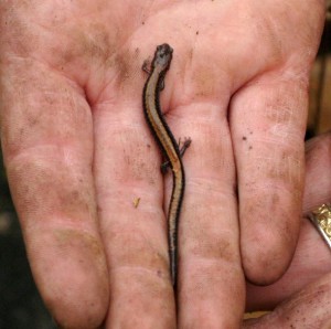 Redback salamander