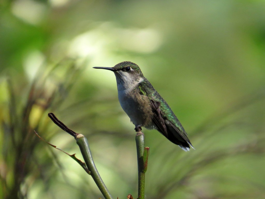 Ruby-throated Humming Bird