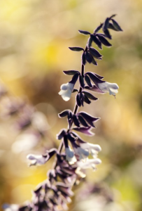 Salvia 'Phyllis' Fancy'