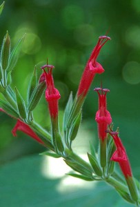 Salvia elegans