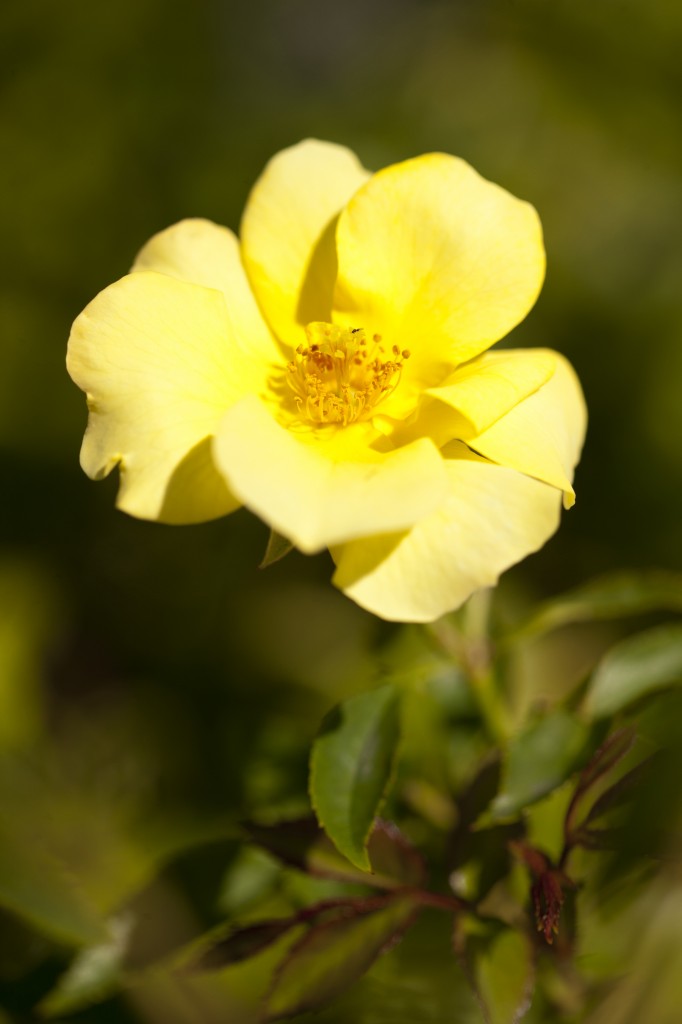 Shrub rose