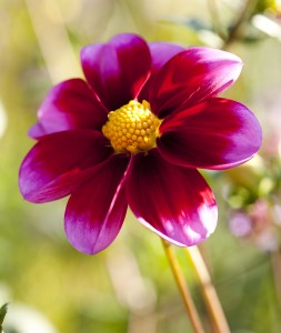 Dahlia 'Bashful'