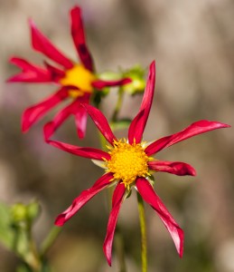 Dahlia 'Marie Schnugg'